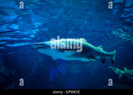 Öffentliche Aquarium, Camden, NJ. Stockfoto