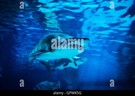 Öffentliche Aquarium, Camden, NJ. Stockfoto