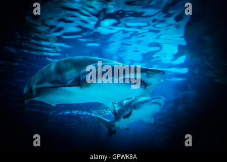 Öffentliche Aquarium, Camden, NJ. Stockfoto