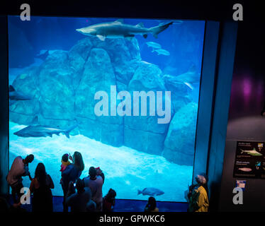 Öffentliche Aquarium, Camden, NJ. Stockfoto