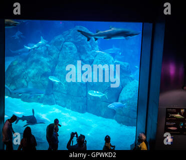 Öffentliche Aquarium, Camden, NJ. Stockfoto