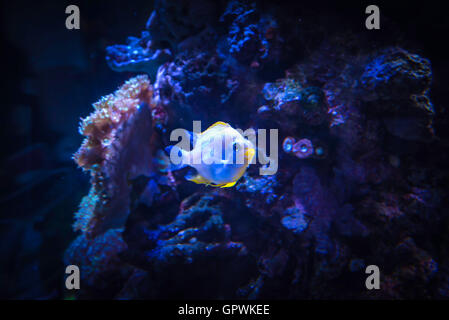 Öffentliche Aquarium, Camden, NJ. Stockfoto