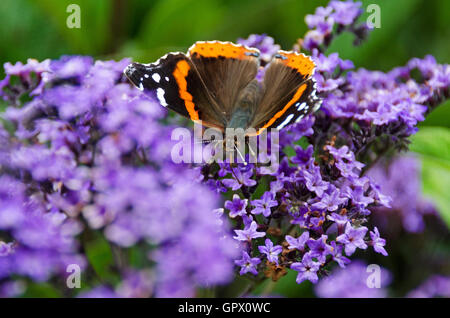 Ein Schmetterling rot Admiral (Vanessa Atalanta) trinkt aus einer Heliotrop Blume. Stockfoto