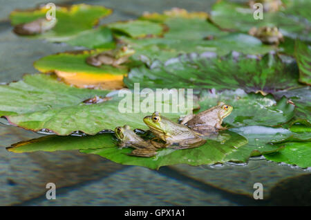 Sechs grüne Frösche (Rana Clamitans Melanota) auf Seerosen in einem Garten Pool, Mount Desert Island, Maine. Stockfoto