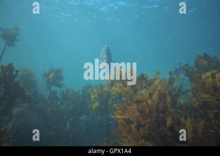 Erwachsenen Snapper Kelpwald nahe der Meeresoberfläche schwebt Stockfoto