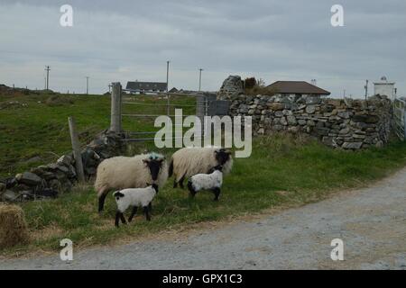 Irische Familie von Schafen und Lämmern, die es einfach - Weiden am Straßenrand auf der Insel Inishbofin der Galway Coast - Connemara: Une famille Stockfoto