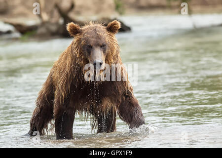 Brauner Bär auf der Suche nach Beute. Kurilen-See. Stockfoto