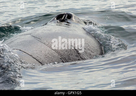 Nasenlöcher auf der Rückseite der Buckelwal im Pazifischen Ozean. Wasserfläche in der Nähe von Kamtschatka. Stockfoto