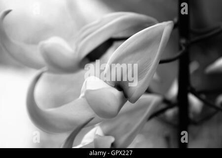 Jade-Rebe (Strongylodon Macrobotrys) Blume Stockfoto