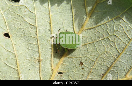 Grün SHIELDBUG Palomena Prasina - letzte instar Nymphe. Foto Tony Gale Stockfoto