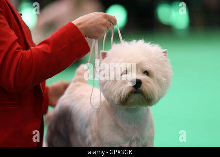 Ein West Highland White Terrier auf den Crufts 2016, der im NEC in Birmingham, West Midlands, Großbritannien, stattfand. Die größte Hundeshow der Welt, Cru Stockfoto