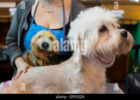 Eine Frau mit ihrem Dandie Dinmont Terrier auf der Crufts 2016 statt im NEC in Birmingham, West Midlands, UK. Größte Hund der Welt Stockfoto