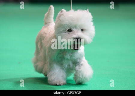 Ein West Highland White Terrier auf den Crufts 2016, der im NEC in Birmingham, West Midlands, Großbritannien, stattfand. Die größte Hundeshow der Welt, Cru Stockfoto