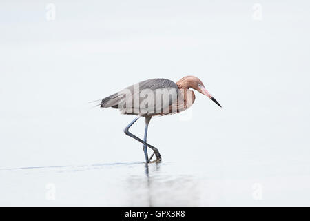 Rötliche Silberreiher (Egretta saniert) auf Sanibel, Florida, USA Stockfoto