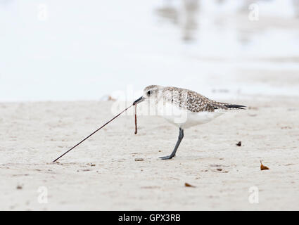 Erwachsenen grauen Regenpfeifer - schwarzbäuchigen Regenpfeifer (Pluvialis Squatarola) herausziehen ein Wurm an einem Strand in Florida, USA. Winterkleid Stockfoto