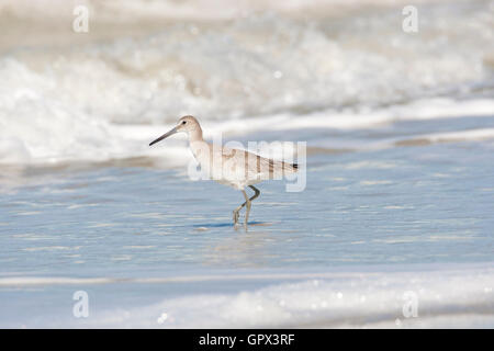 Willett (Catoptrophorus Semipalmatus) am Strand, Naples, Florida, USA Stockfoto