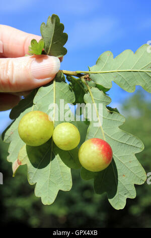 Eiche Kirsche Gallen an der Unterseite des Pedunculate Eiche Quercus Robur Blatt durch die Gall Wasp Cynips Quercusfolii verursacht Stockfoto