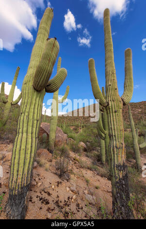 Riesigen Saguaro Kaktus Stockfoto