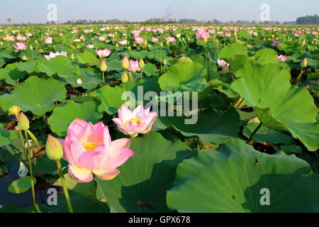 Wasser-Lilly-Hintergrund Stockfoto