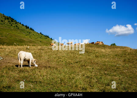 Gruppe der Rinder in den französischen Alpen und einer von ihnen Essen Salz. Mont-de-Lans, Alpen, Isere, Frankreich Stockfoto