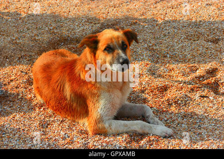 Hund am Ufer des Meeres liegen und Blick in die Kamera Stockfoto