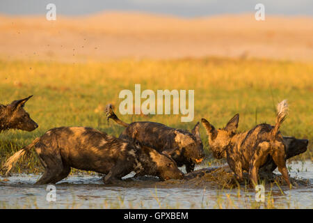 Wildhund (LYKAON Pictus) ins Wasser springen Stockfoto