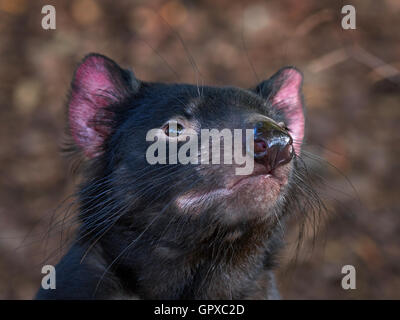 Closeup Portrait des Tasmanischen Teufels mit Vegetaion im Hintergrund Stockfoto