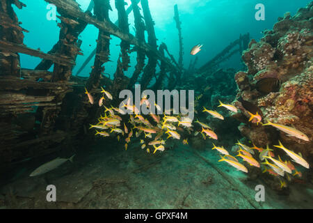 Safari-Boot Wrack und Wasserpflanzen leben im Roten Meer. Stockfoto