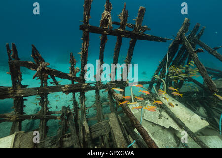 Safari-Boot Wrack und Wasserpflanzen leben im Roten Meer. Stockfoto