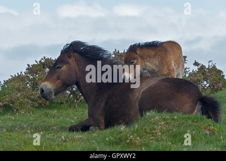 Ein Exmoor Pony Stute und Fohlen vor dem stürmischen Wind auf Butter Hügel in der Nähe von Countisbury auf der nördlichen Küste von Devon bergende Stockfoto