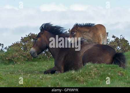 Ein Exmoor Pony Stute und Fohlen vor dem stürmischen Wind auf Butter Hügel in der Nähe von Countisbury auf der nördlichen Küste von Devon bergende Stockfoto