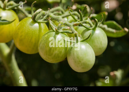 Grüne Cherry Tomaten an Rebstöcken (Solanum Lycopersicum) - USA Stockfoto