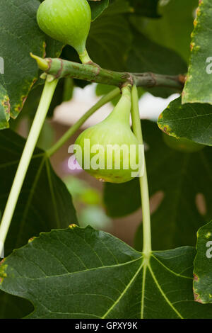 Feigen wachsen am Stamm (Ficus Carica) - USA Stockfoto