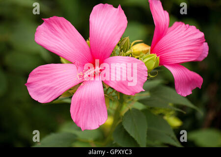 Himbeer Rose-Eibisch (Hibiscus Moscheutos) - USA Stockfoto