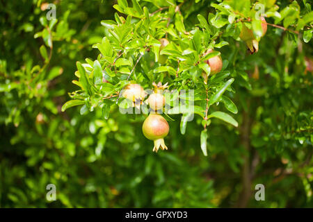 Zwerggranatapfelfrüchte auf Baum (Punica granatum Nana) - USA Stockfoto