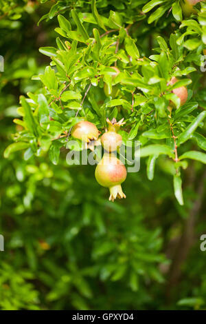 Zwerggranatapfelfrüchte auf Baum (Punica granatum Nana) - USA Stockfoto