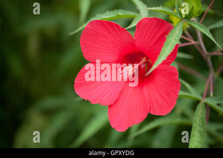 Rote Hibiskusblüte - USA Stockfoto
