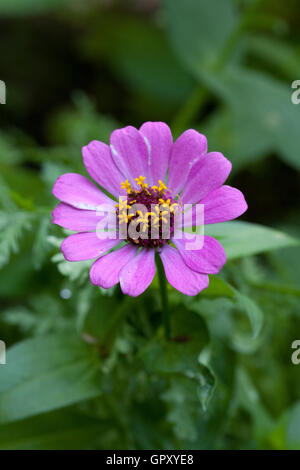 Pink daisy flower - Virginia USA Stockfoto