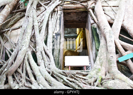 Wurzel des Baumes absorbieren die Ruinen Wat Bang Kung innerhalb der Tempel, Tempel in Thailand Stockfoto