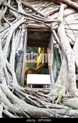 Wurzel des Baumes absorbieren die Ruinen Wat Bang Kung innerhalb der Tempel, Tempel in Thailand Stockfoto