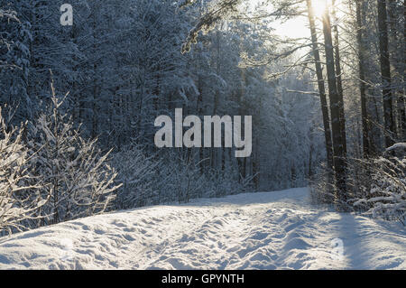 Landschaft-Straße führt durch den verschneiten Zauberwald Stockfoto