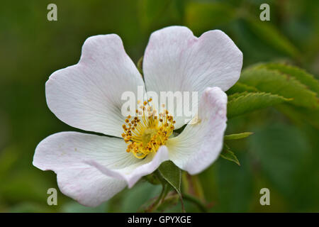 Blass rosa Blume der eine Hundsrose, Rosa Canina, Berkshire, Juni Stockfoto