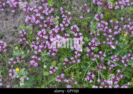 Wilder Thymian, Thymus Serpyllum, Blüte auf dem Boden von einem stillgelegten Kreide Steinbruch an einem regnerischen Tag, Juni Stockfoto