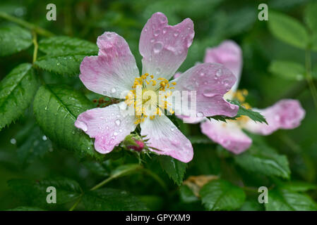 Rosa verblassen zu blass rosa Blume der Hundsrose, Rosa Canina, im Regen, Hampshire, Juni Stockfoto