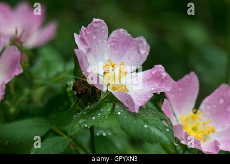 Rosa verblassen zu blass rosa Blume der Hundsrose, Rosa Canina, im Regen, Hampshire, Juni Stockfoto
