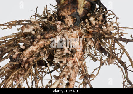 Wurzelknöllchen für Stickstoff-Fixierung von Rhizobium Bakterien an den Wurzeln einer Pflanze Saubohne gebildet Stockfoto