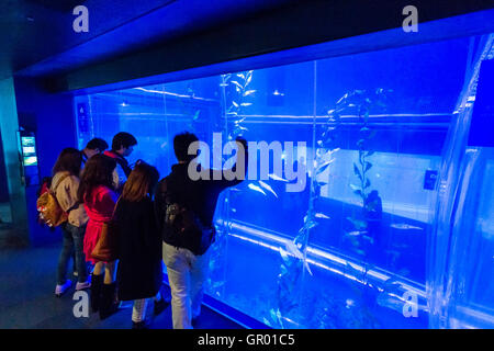 Leute, die durch massive Fenster suchen, und Bilder, die bei verschiedenen Arten der Fische in den riesigen Pazifischen Ozean Tank im Osaka Aquarium Kaiyukan Stockfoto