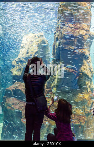 Japan, Osaka Aquarium Kaiyukan. Interieur. Junges Paar stehend, die Bilder von der Schule der japanischen Sardellen in der chilenischen Felsen tank. Stockfoto