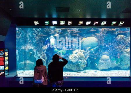 Interieur von Osaka Kaiyukan Aquarium. Japanisches Paar, Mann und Frau, stehend auf den chilenischen Felsen Tank, mit obenliegenden Informationen anzeigen. Stockfoto