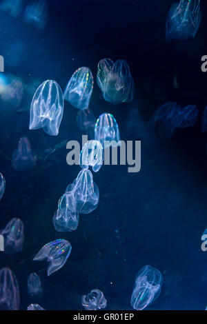 Japan, Osaka Aquarium Kaiyukan. Interieur. Self-illuiminating Quallen, Schwimmen und blinkende pulsierende bunte Lichter, in dunklen Tiefen Wasser Tank. Stockfoto